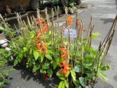 DSC04572.JPG